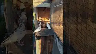 Молодняк сдавший первый экзамен #pigeon #голуби #бойныеголуби #tripleaaa #птенцы #широкохвостые