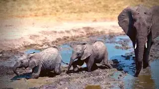 Cute Elephants Stuck in the Mud