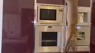 ПУМА И НОВАЯ КУХНЯ 