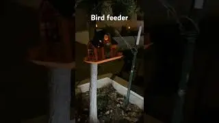 Bird feeder