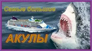 Топ 5. Самые большие акулы в мире