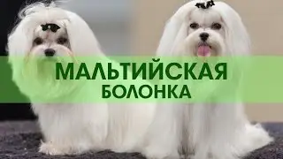 Maltese (dog)