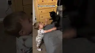 Kitty had enough 🤣#tiktok #shorts #viral #blog