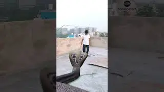 Khatarnak saamp ne kiya bacche per hamla dekhiae aage kya hua hai #Nag #shots #video 🐍🐍🐍