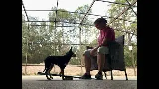 Teaching puppy the wobble board