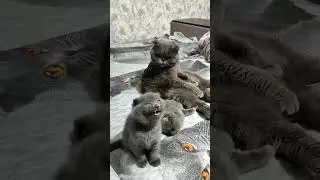 Как тигр делает #мяу