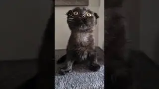 would you cuddle kitten? #cute #kitten