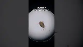Tīklērce / Spider mite 🕷✨️ #bioloģija #nature #spidermite #daba