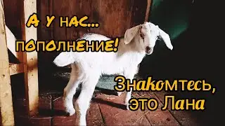 Пополнение в хозяйстве! 