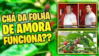 Emagreça com Saúde! Conheça o poder do chá natural de FOLHA DE AMORA.