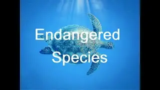 Learning About Endangered Species