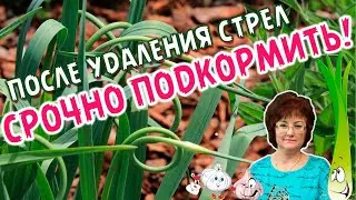 ПОСЛЕ УДАЛЕНИЯ СТРЕЛ,СРОЧНО ПОДКОРМИТЬ!