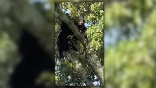 BREAKING BEAR NEWS