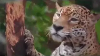 BEST WILDLIFE VIDEO EVER SEEN.Top Most Dangerous Animals In The World