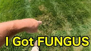 Oh No! I Got BROWN PATCH in my Lawn!