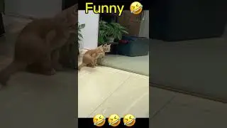 Atraksi Kucing Barongsai #lol #shortvideo #shortsvideo #cat #kucing #cats #funny #funnyanimals