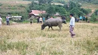 Chọi trâu Pha móc hầu lật kèo  Victory belongs to the strong