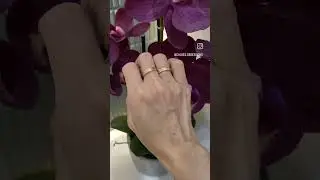 Cartier Love Ring: yellow gold vs rose gold | Chloe Dang 