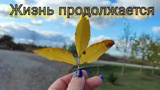 Влог# 551 ЖИЗНЬ продолжается 🕛 Новые ПОСАДКИ на участке 🌿🌺🌱