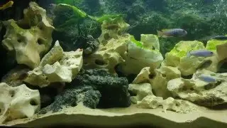 Malawi Cichlids tank, 450 liters, Jewel Rio 400.