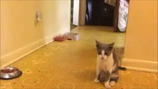 My CAT "A CAT TO BE NAMED LATER"  PLAYING FETCH