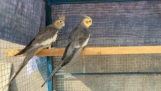 Cockatiels Beautiful Pair | Gray Cockatiels  |Natural sound | Birds | Shareks Talking Parrot |