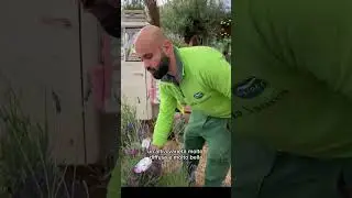 I segreti della lavanda
