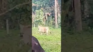 Cow running 
