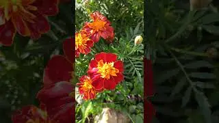 АХ, ЭТИ МИЛЫЕ БАРХОТКИ!!!