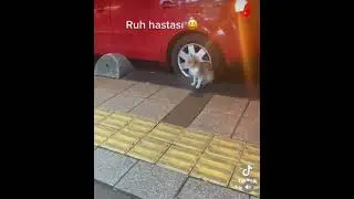 Minnak Bir Çılgın Kedi :)