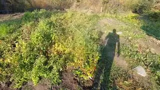 Обзор дачного участка осенью