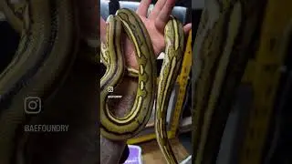 SD Tiger 🐍 