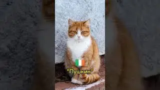 Как на разных языках звучит слово кошка ( Часть 2 )