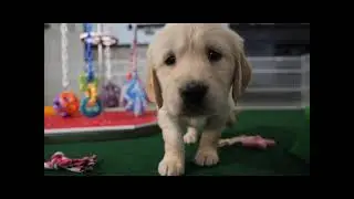 Meet Samantha the Golden Retriever Puppy!