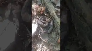 First snake of the day - Copperhead as found