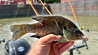 Fishing With Giant Shellcracker For Bait | I Never Expected This (Flathead Catfishing)