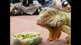 Porque mi iguana no quiere comer? Causas y Soluciones !!