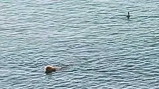 Утка 🦆 в море победила 😀