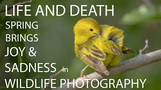 Life and Death in Spring Wildlife