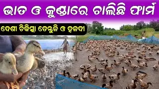 ଦେଶୀ ପଦ୍ଧତିରେ ବତକ ପାଳନ  || How To Start Duck Farm In Village.