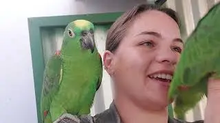 Olha como os papagaios me recebem quando chego em casa