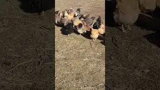 Chicken Coop's Breakfast time!