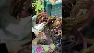 Пион Манитовок Мэйден, Корни от А.Жукова👍🎉🌿