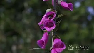 Spring 2020 A Calm Journey Of Meditation Through My Stock Footage