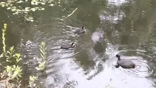 Записки натуралиста №1  #Лысуха #Coot  #Fulicaatra
