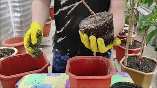 Фейхоа, результати щеплень та пересадка. Інжири, пепіно та підготовка теплиці до сезону 2023.