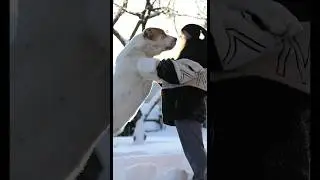 Алабай и его ЛЮБИМАЯ МАМА | Когда душа требует любви #алабай #dog
