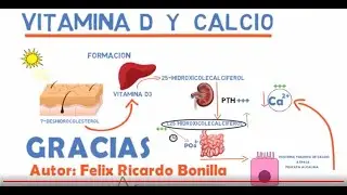 VITAMINA D y CALCIO