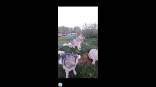 я не приготовил миски с едой 