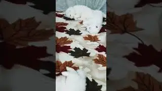 ОТДЫХ СЛАДКИХ МЕДВЕЖАТ 😅